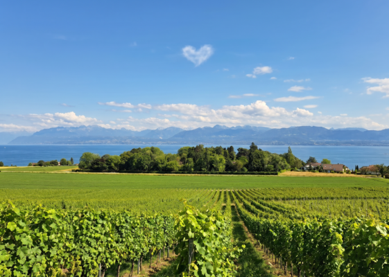 Appartement attique situé en plein vignoble avec vue imprenable et dégagée sur le Léman et les Alpes